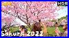 4k_Hdr_Japan_Cherry_Blossoms_2022_Imperial_Palace_Sakura_01_xrns
